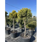 Сосна гірська Вінтер Голд штамб d 70 см